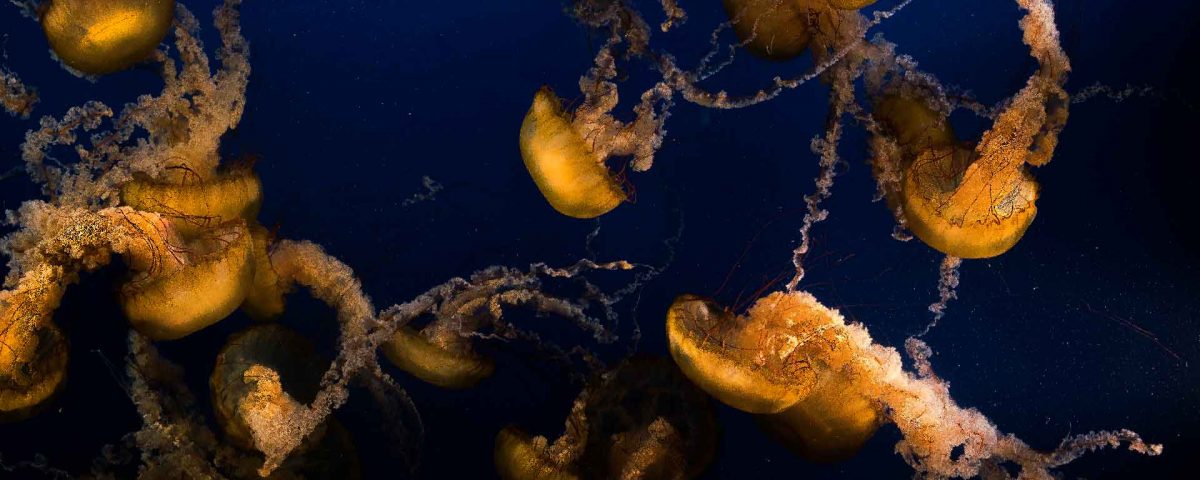 Jellyfish Canada Vancouver Aquarium