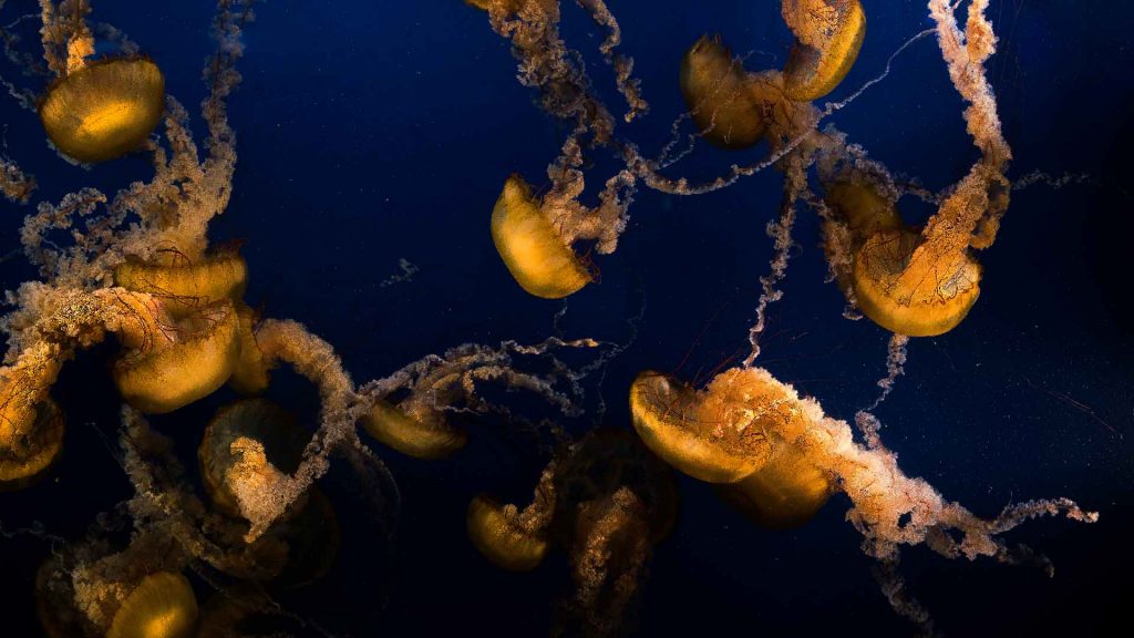 Jellyfish Canada Vancouver Aquarium